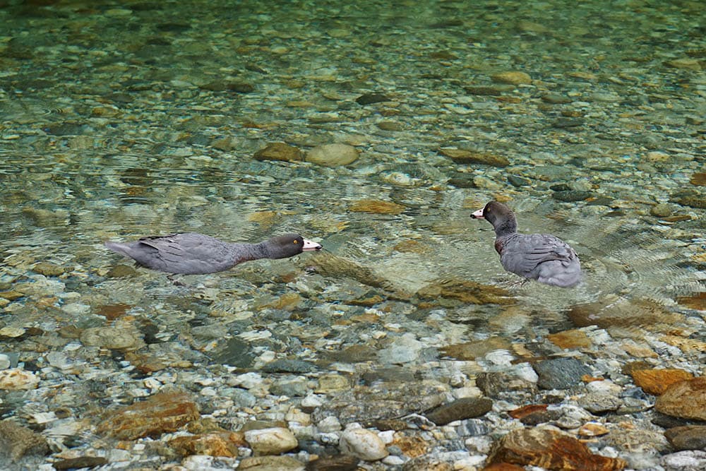Two whio (blue ducks) on a clear river