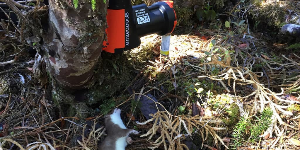 A Goodnature A24 self-resetting trap mounted on a tree