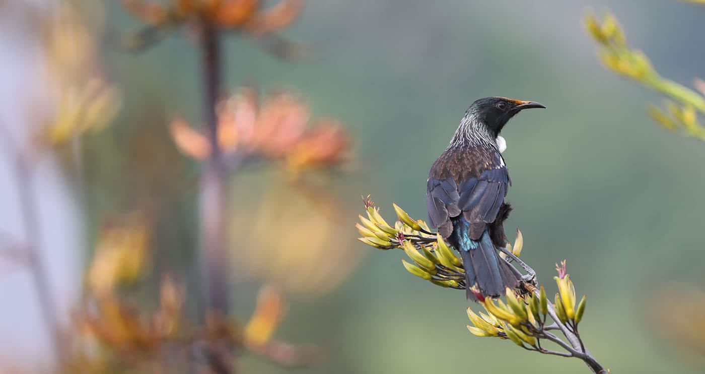 A tui perched on a flowering flax stem